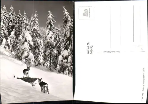 646472,Foto Ak Rehe Wild Winterlandschaft