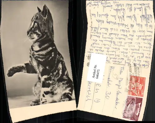 646475,Foto Ak Katze Tiere