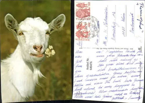 646476,Ziege Tiere Switzerland