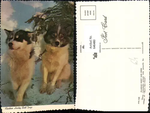 646480,Hund Hunde Alaskan Husky Sled Dogs Schlittenhunde