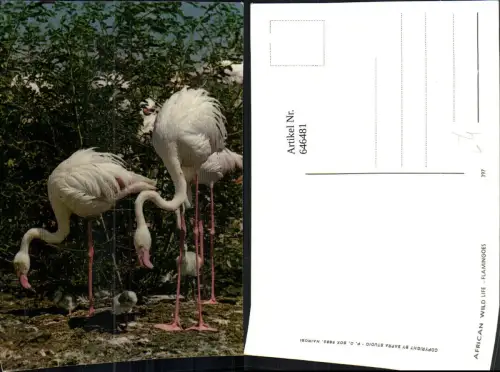 646481,African Wild Life Flamingoes Flamingos