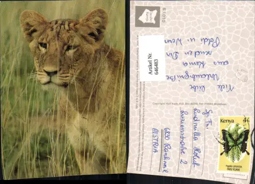 646483,Lions Löwe Kenya