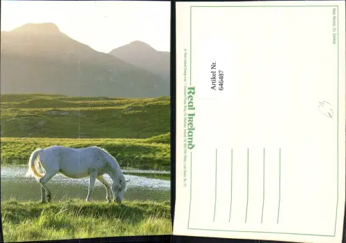 646487,Near Recess Galway Pferd Irland