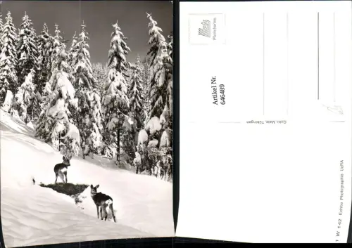 646489,Foto Ak Rehe Wild Winterlandschaft