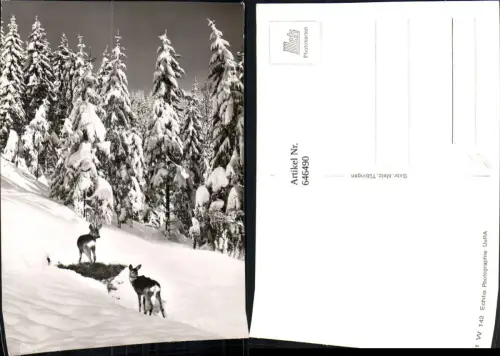 646490,Foto Ak Rehe Wild Winterlandschaft
