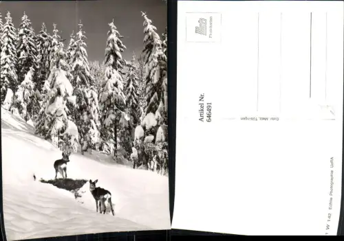 646491,Foto Ak Rehe Wild Winterlandschaft