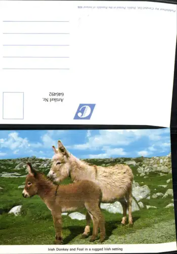 646492,Irish Donkey and Foal in a rugged Irish setting Irland Pony Pferde