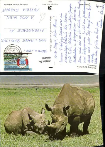 646493,Wildlife of Kenya Rhinoceros Nashörner