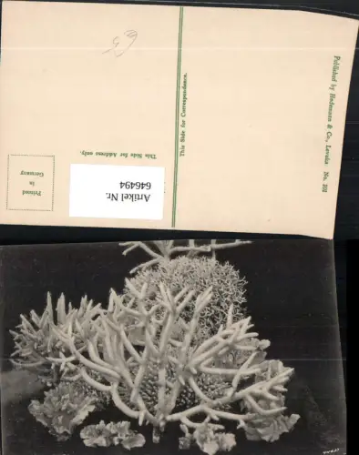 646494,Fiji Coral Koralle