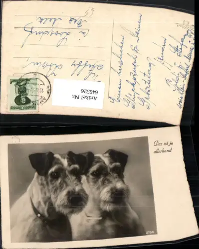 646526,Tiere Hunde Hund Das ist ja allerhand