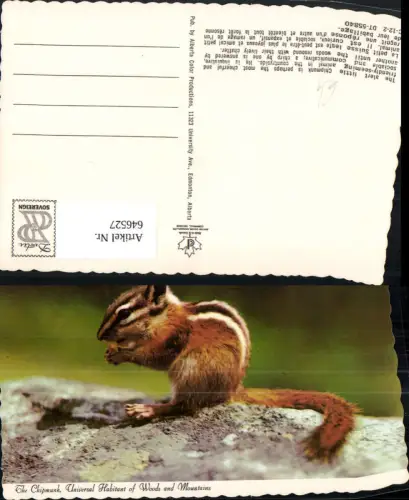646527,The Chipmunk Streifenhörnchen Nagetier