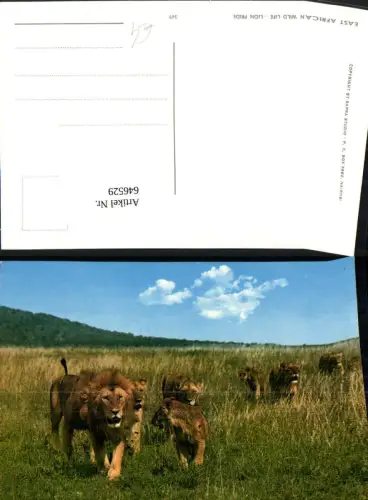 646529,East African Wild Life Lion Pride Löwen