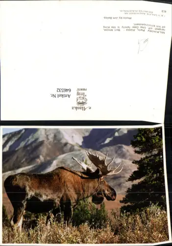 646532,Bull Moose Mc Kinley Park Alaska Elch