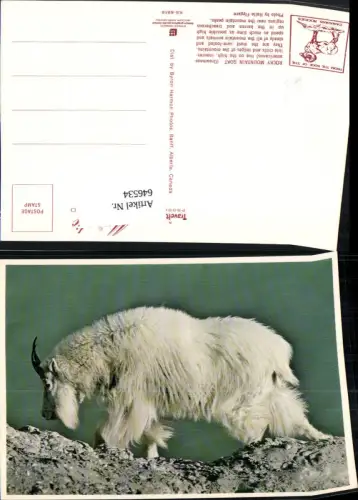 646534,Rocky Mountain Goat Ziege