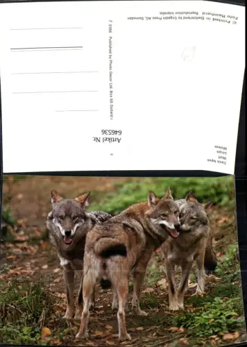 646536,Canis lupus Wolf Tiere