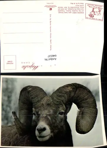 646537,Bighorn Sheep Canadian Rockies Schaf Tiere