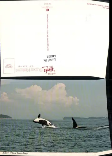 646538,Killer Whale breaching Killerwale Wal Wale