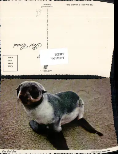 646539,Fur Seal Pup 9 Months old Seehund
