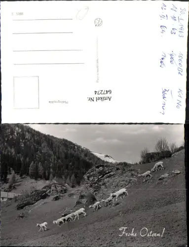 647274,Foto Ak Schafe Lämmer Bergkulisse Tiere