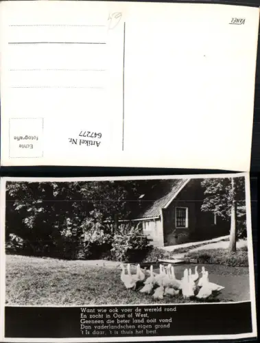647277,Foto Ak Gänse v. Haus Tiere