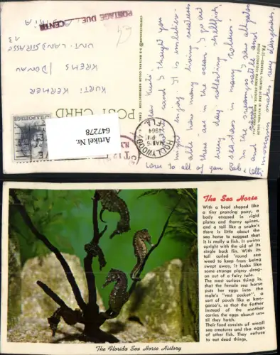 647278,The Sea Horse Seepferdchen Tiere