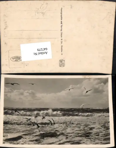 647279,Foto Ak Möwen Brandung Tiere