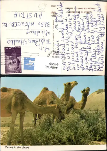 647280,Camels in the desert Kamele Wüste Tiere