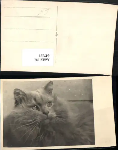 647281,Foto Ak Katze Langhaarkatze Tiere