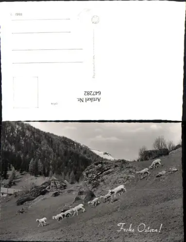 647282,Foto Ak Schafe Lämmer Bergkulisse Tiere