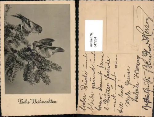 647284,Vögel Tannenzweig Weihnachten Tiere