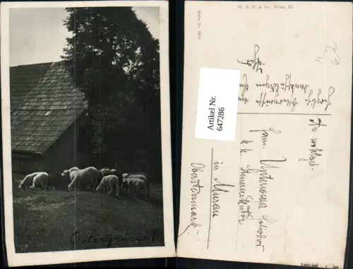 647286,Foto Ak Schafe Lämmer v. Bauernhaus Ostern Tiere