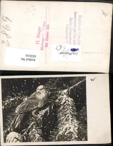 655516,Tiere Vogel auf Zweig Tannenzweig Schnee pub Reinhart Heuberger Berlin