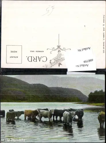 688759 Tiere In the Trossachs Bison Wasser