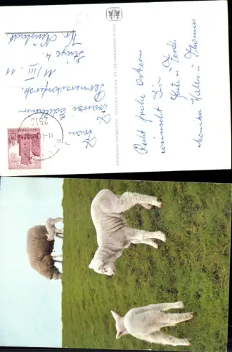 688770 Tiere Schaf Schafe pub SOS Kinderdorf