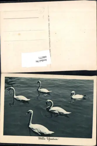 688771 Tiere Schwäne Schwan pub Heinrich Hoffmann 2092