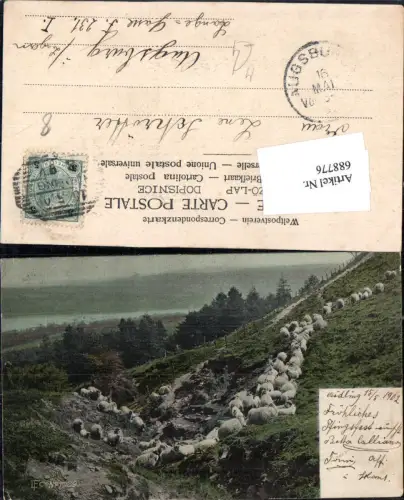 688776 Tiere Schafe Schaf auf Alpe Erdrutsch gel. Mödling 1902 n Augsburg Ankunkftsstempel