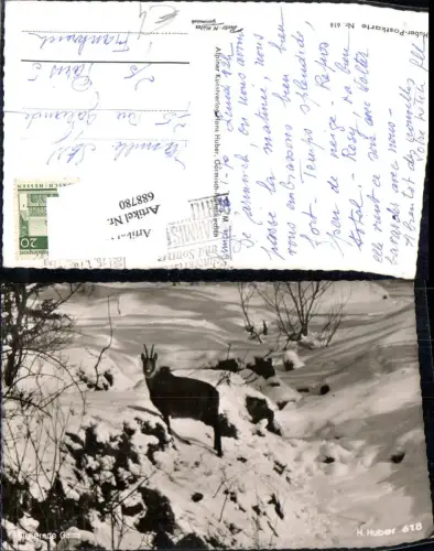 688780 Tiere Gams im Schnee pub Huber 618
