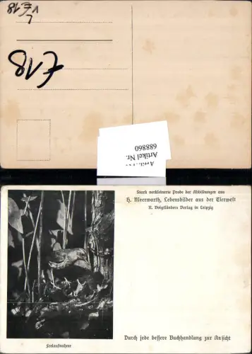 688860 Künstler AK H. Meerwarth Lebensbilder a.d. Tierwelt Vogel füttert Junge