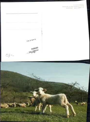 689094 Tiere Schafe Lamm Lämmchen