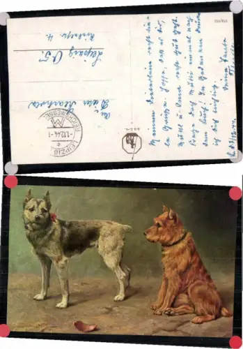 71475,Süsse Hunde Collies Hund Schäfer
