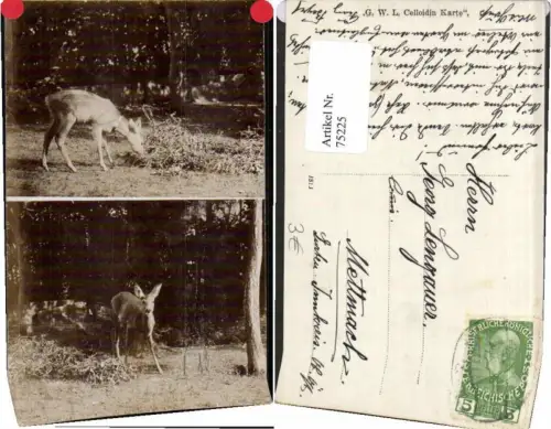 75225,FotoAK 2 Bilder Reh Wild am Waldrand Jagd