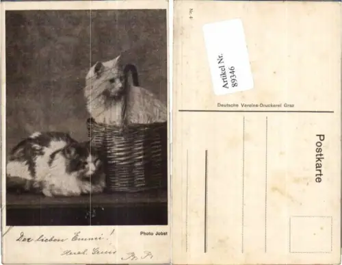 89346,Katzen im Korb Photo Jobst