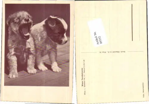 89352,Wiener Tierschutzverein Süsse Welpen Hunde