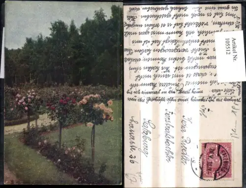 105512,Foto Ak Blumen Rosen Hochstamm i. Garten Parkanlage
