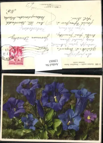 128063,Blumen Stengelloser Enzian Gentiana acaulis Gentiane acaule n. Katzelsdorf