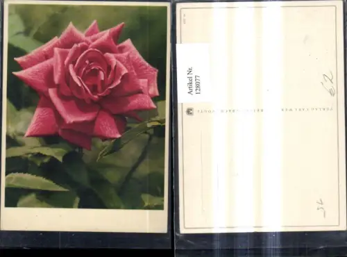 128077,Blumen Schöne Rote Rosen Blüte