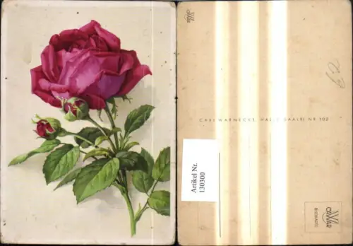 130300,Blumen Rote Rose