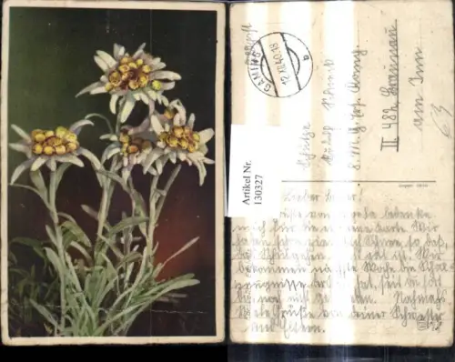 130327,Blumen Edelweiß Alpenflora