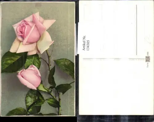 134305,Blumen Rosa Rosen Blüten Zweig
