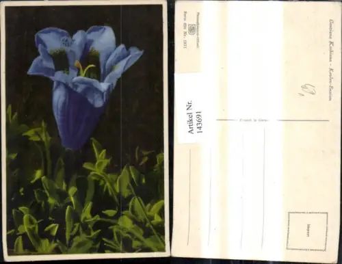 143691,Blumen Gentiana Kochiana Keulen Enzian Alpenflora pub Photochromie Ostermayr e Nenke 658/1871